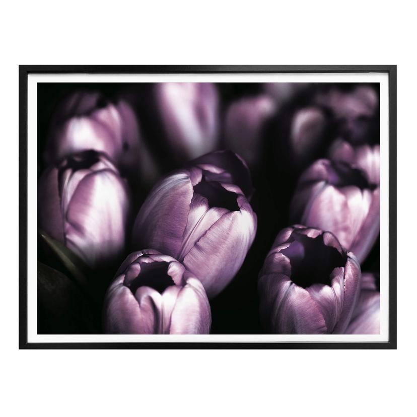 Póster Tulipanes