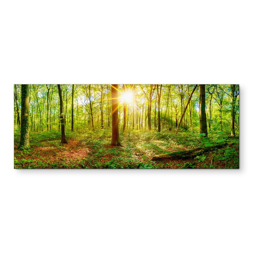 Wandbild Tief im Wald - Panorama - Alu-Dibond