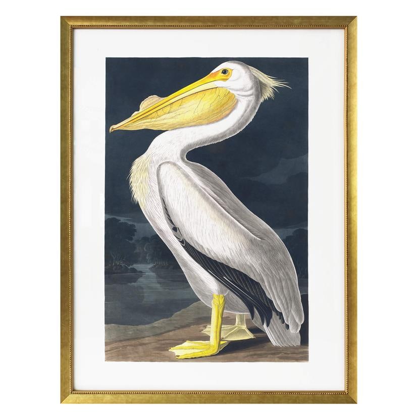 Poster Pélican