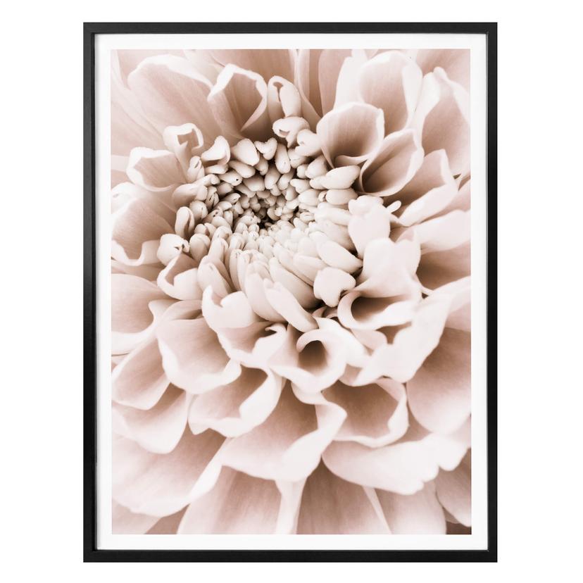Plakat - 1X Studio - Chrysant