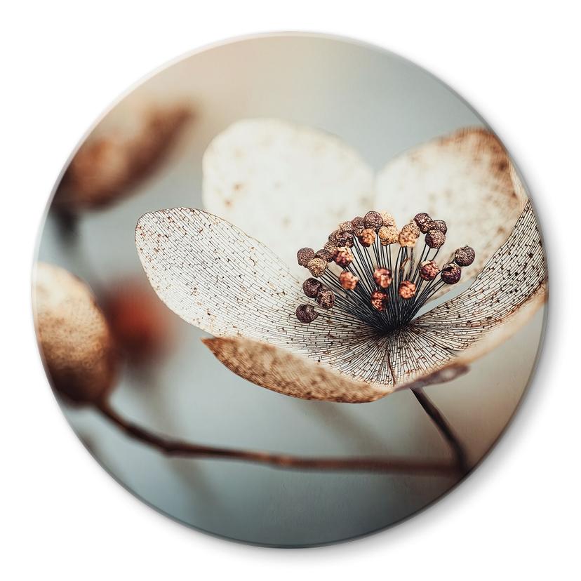 Glasbillede - Boho tørret blomst makro | Blomster fotokunst - Treechild - Rund