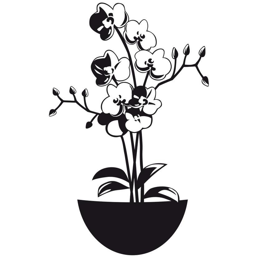 Orchidea 2