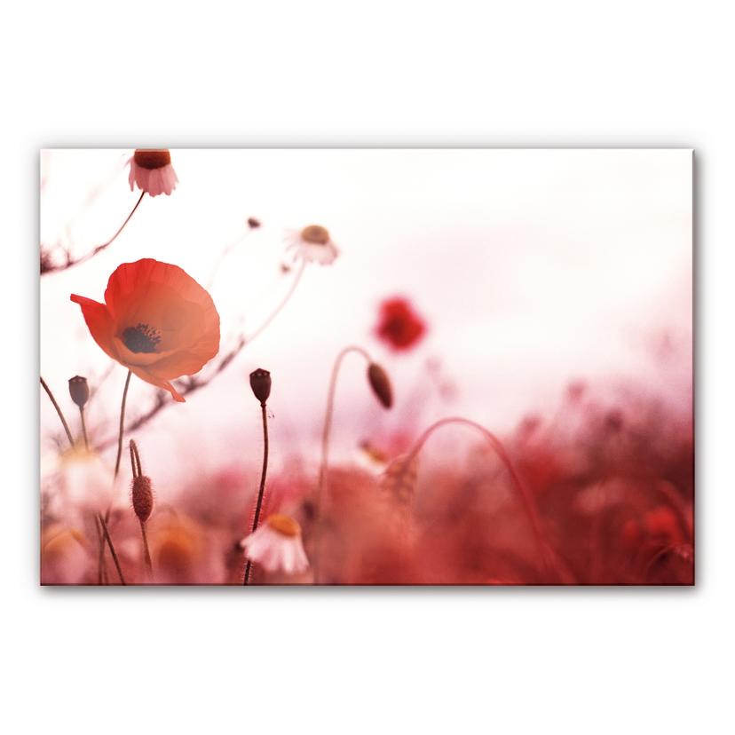 Tableau en verre acrylique - Coquelicot