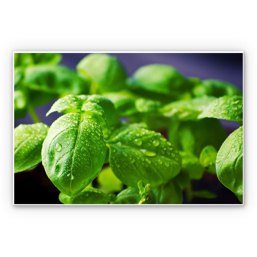 Tableau Forex - Basilic frais