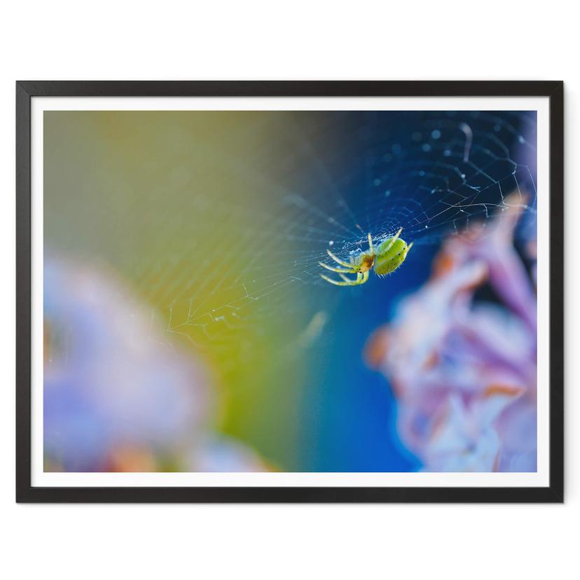 Póster Marrón - Araña simpática