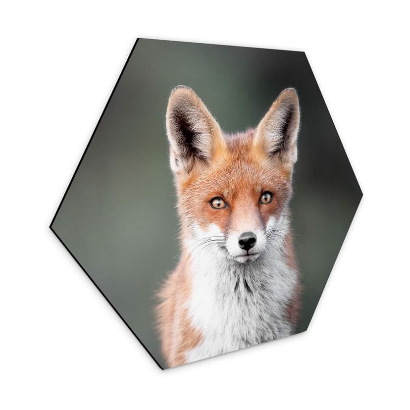 Hexagone - alu-Dibond van Duijn - Yeux de renard
