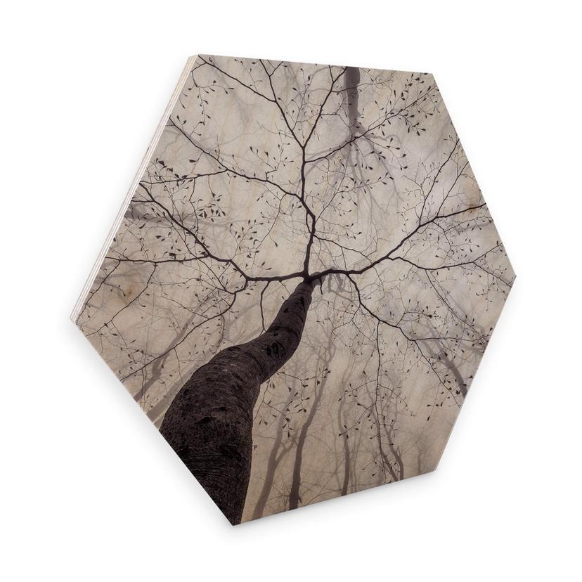 Hexagone - Placage bois de bouleau Pavlasek - Vers la cime des arbres