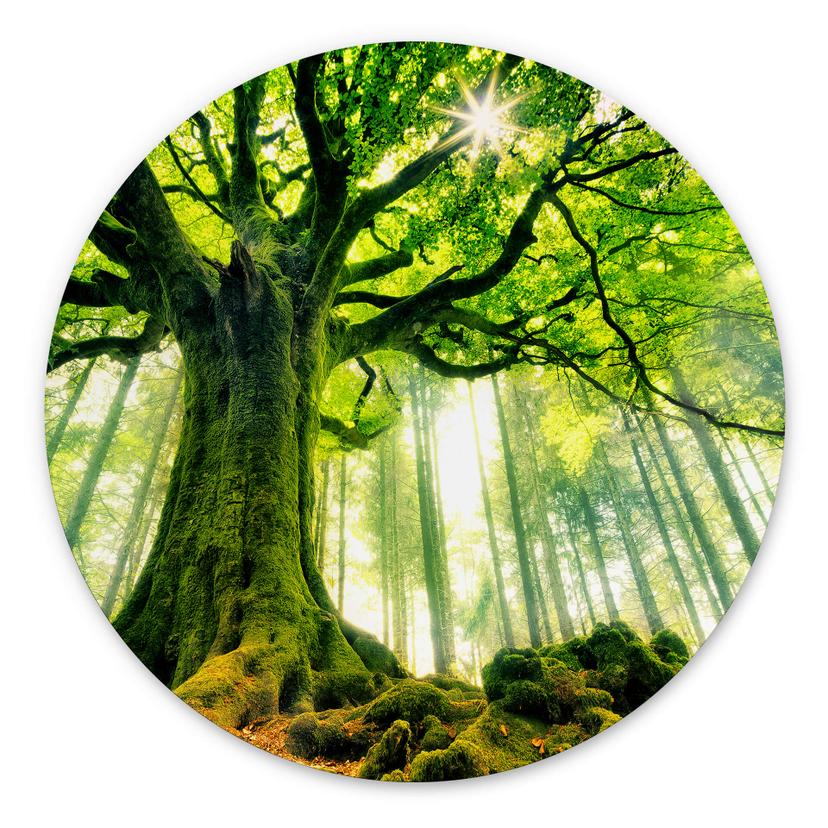 Tableau sur alu-Dibond rond Forêt de conte de fées