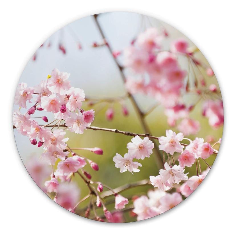 Tableau en alu-Dibond Fleurs de Cerisier - Rond