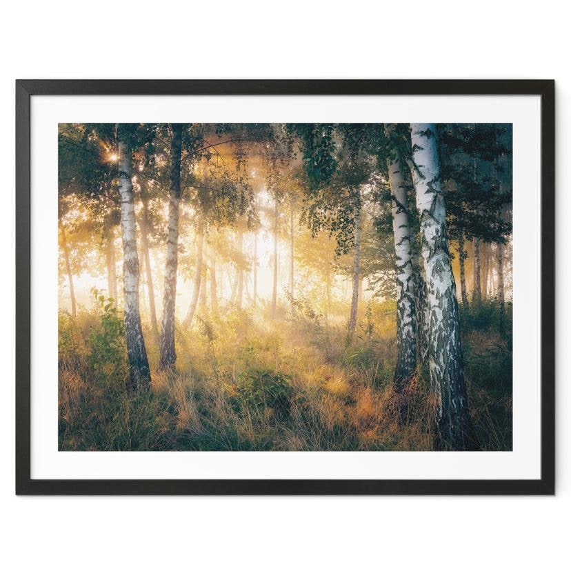 Poster Soleil dans la forêt de bouleaux - Kado