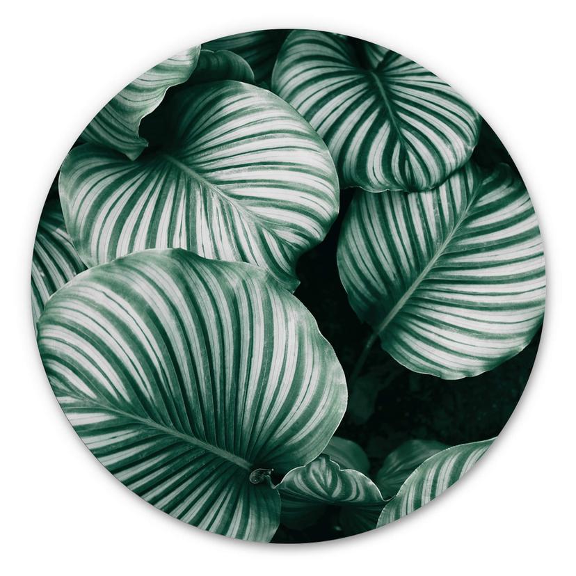 Tableau sur alu-Dibond rond Urban Jungle - Calathea Orbifolia
