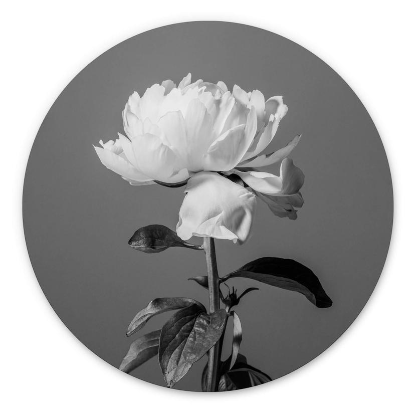 Tableau sur alu-Dibond rond 1X Studio - Pivoine noir et blanc