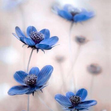 Mandy Disher