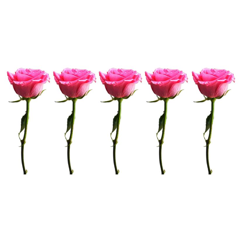 Adesivo murale - bordo decorativo rose