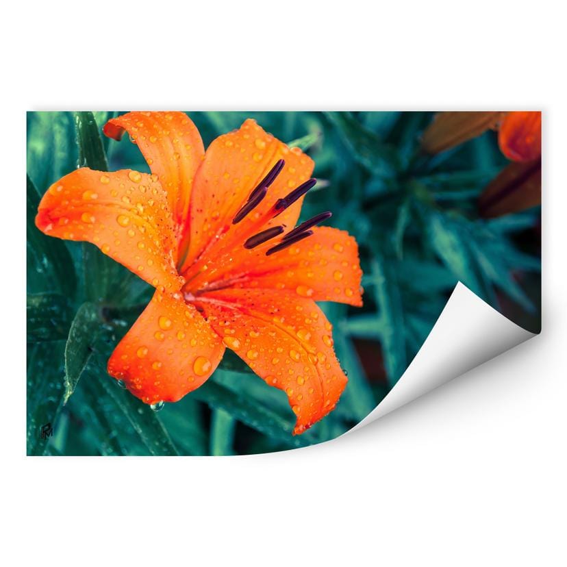 Zelfklevende Poster - Tropical Lily