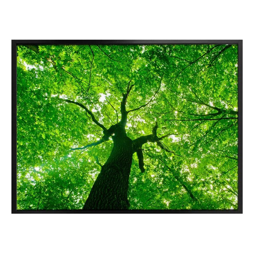 Poster - Under the Trees