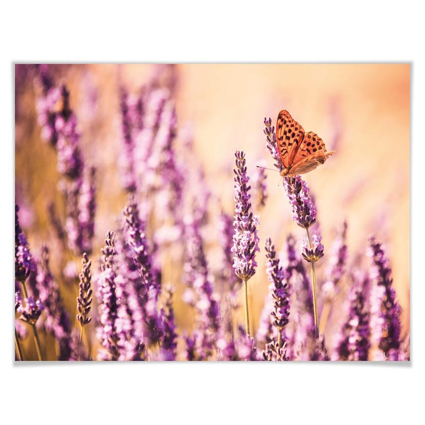 Poster Colombo - Farfalla