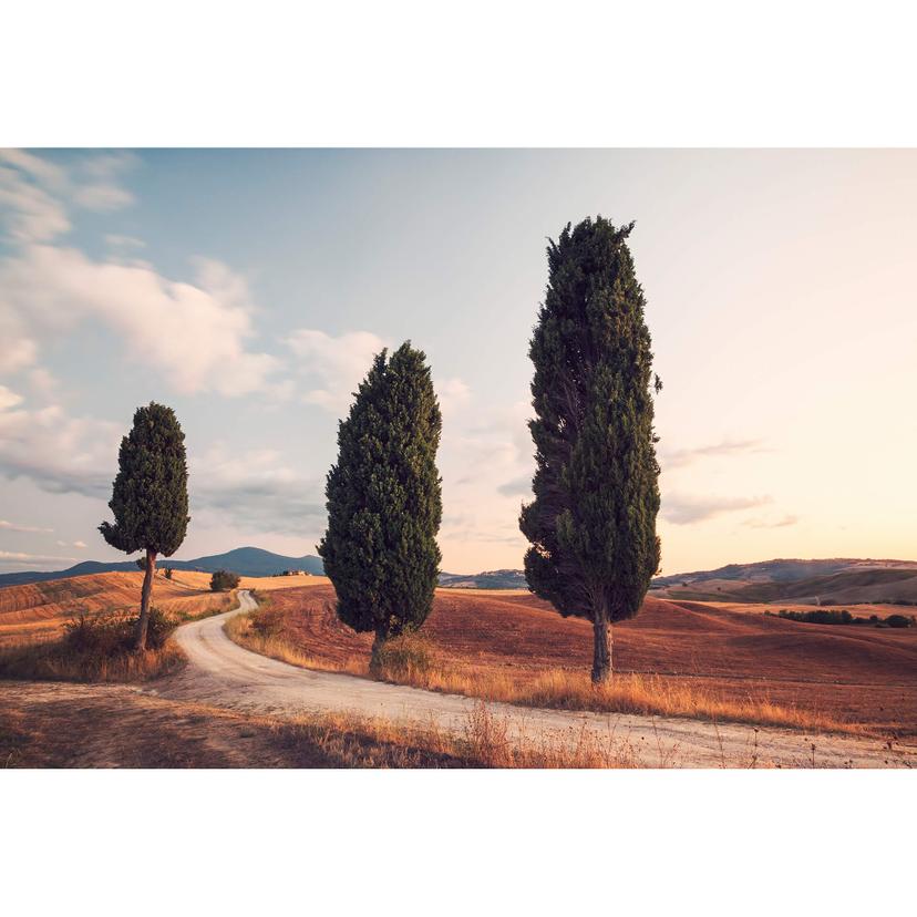 Fotomurale Colombo - Cipressi