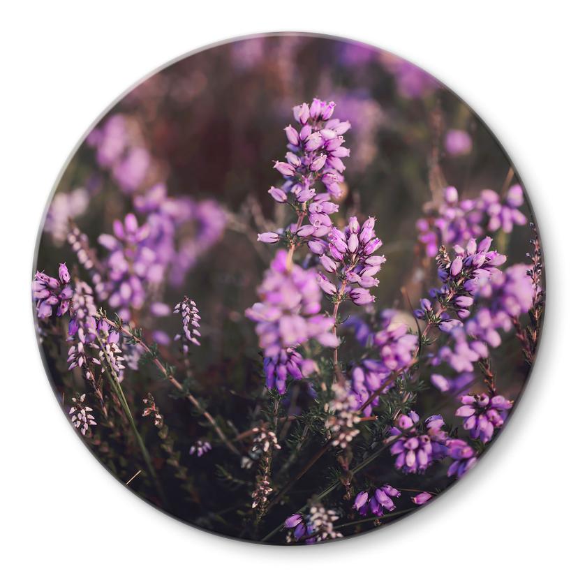 Glasbillede - Lilla lyngblomst i varmt lys - Annie - Rund