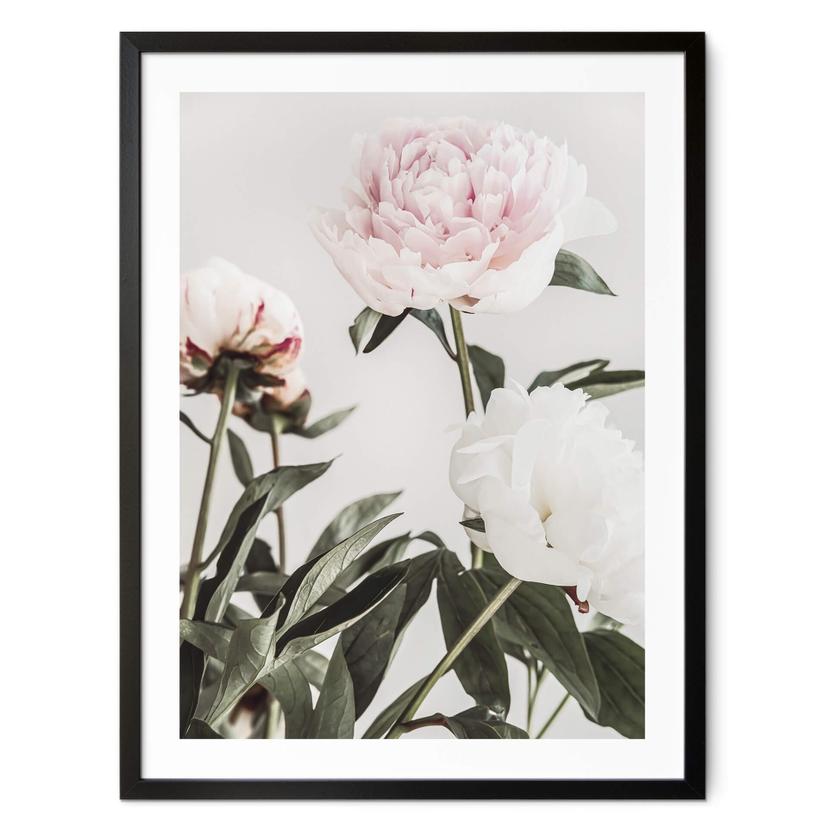 Póster 1X Studio - Tres peonías en flor