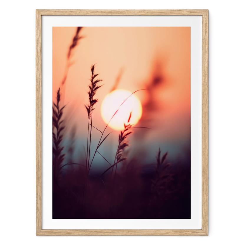 Póster Hierbas a la luz del sol resplandeciente - Treechild
