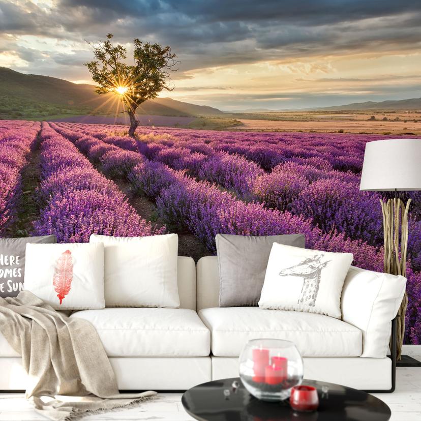Fototapet - Lavendelblomster i Provence