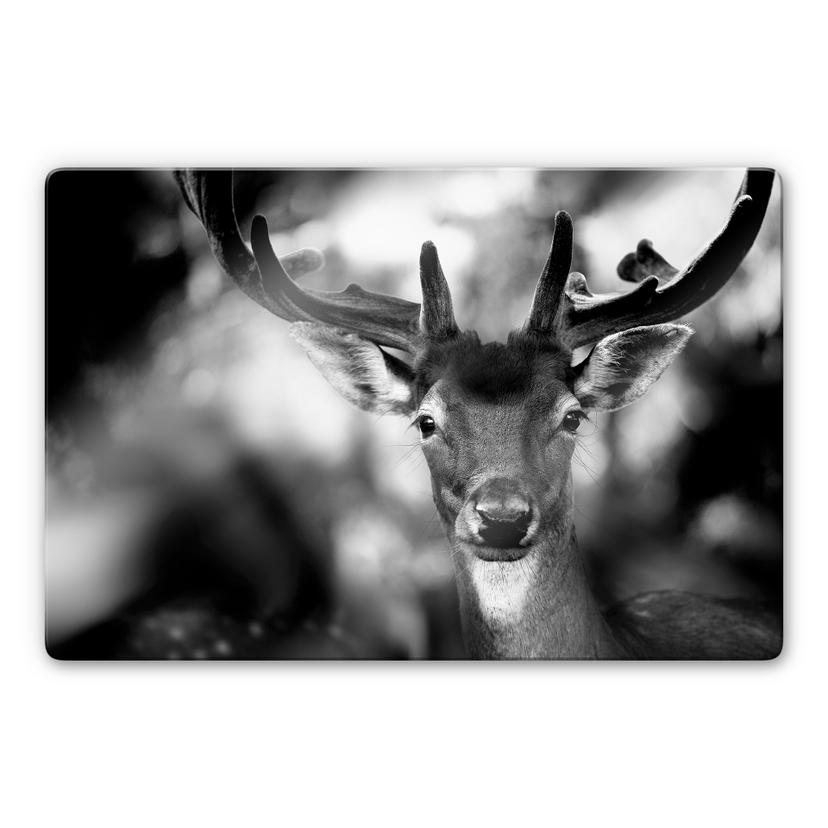 Tableau en verre - Sandra - Jeune cerf