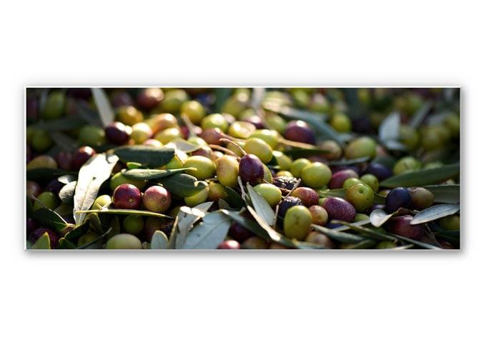 Tableau Forex - Olives de méditerannée - Panorama