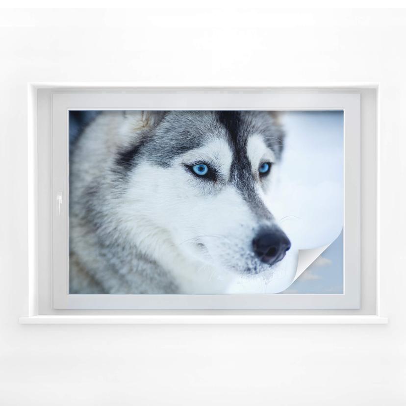 Película de privacidad ojos azul hielo