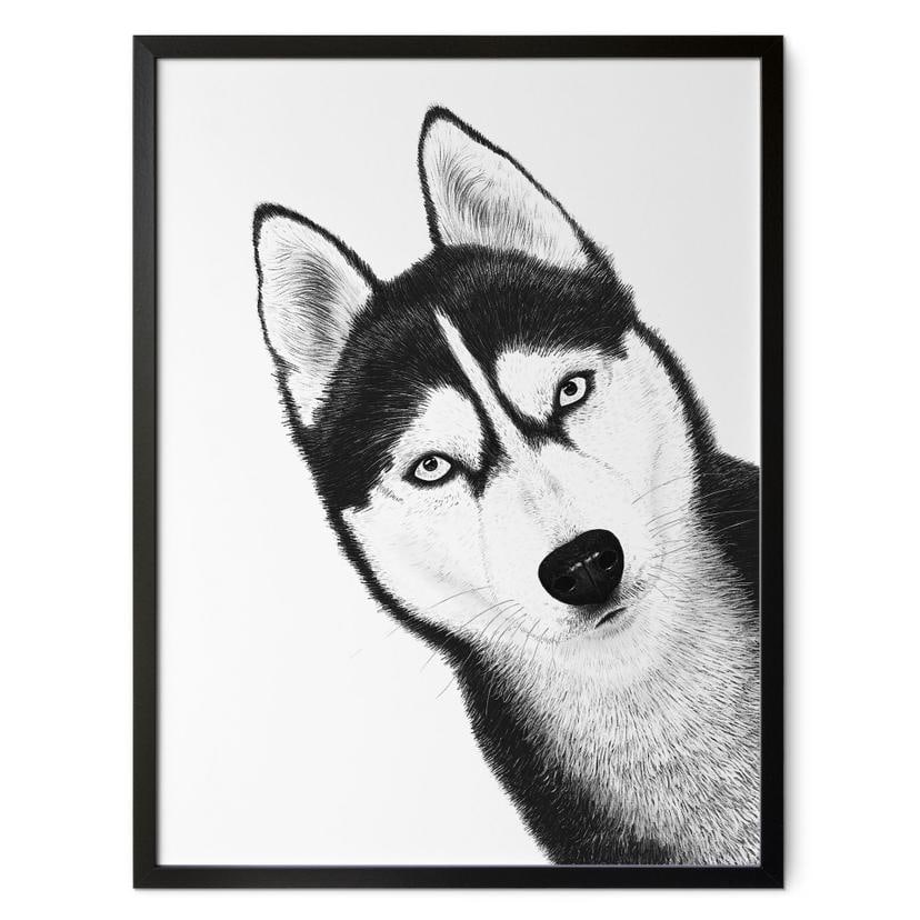Plakat Siberian husky - hundeportræt - Korenkova
