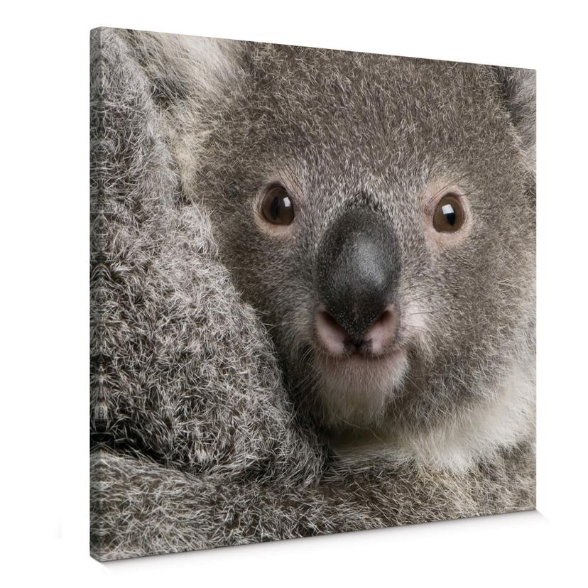 Lienzo Koala de peluche