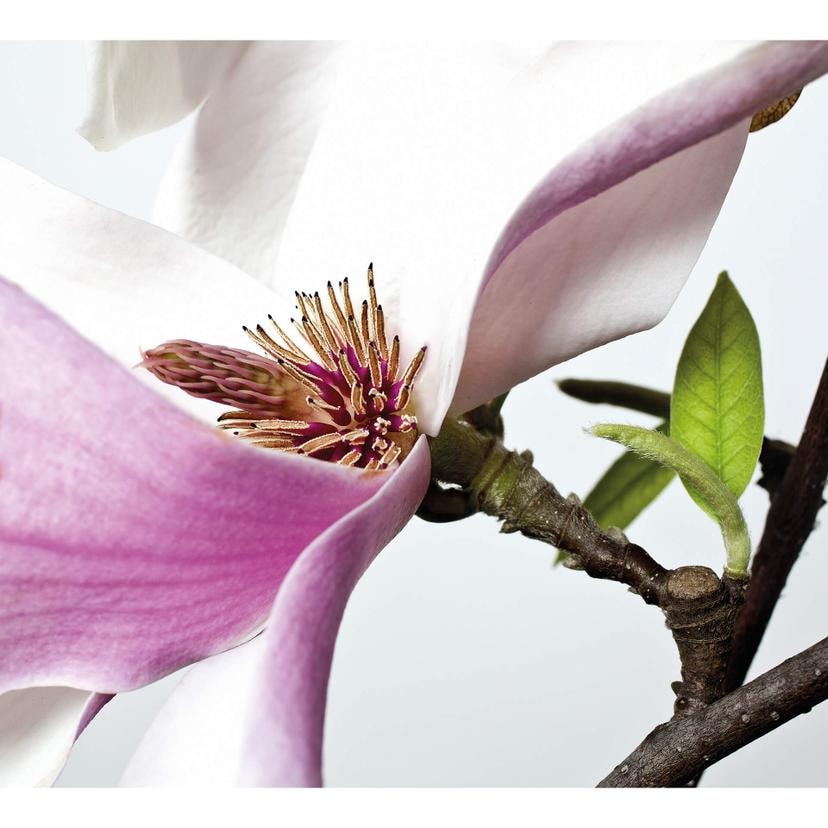 Fotomurale – Magnolia