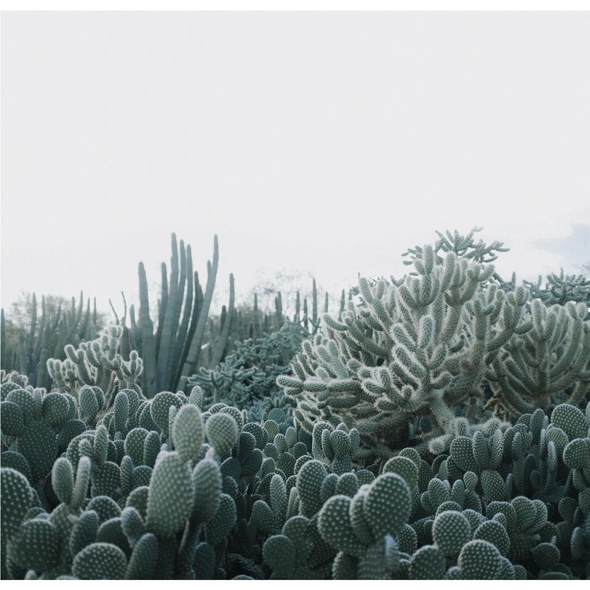 Fotomurale Cactus