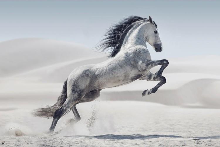 Poster Horse - Andaluz 91,5x61 cm
