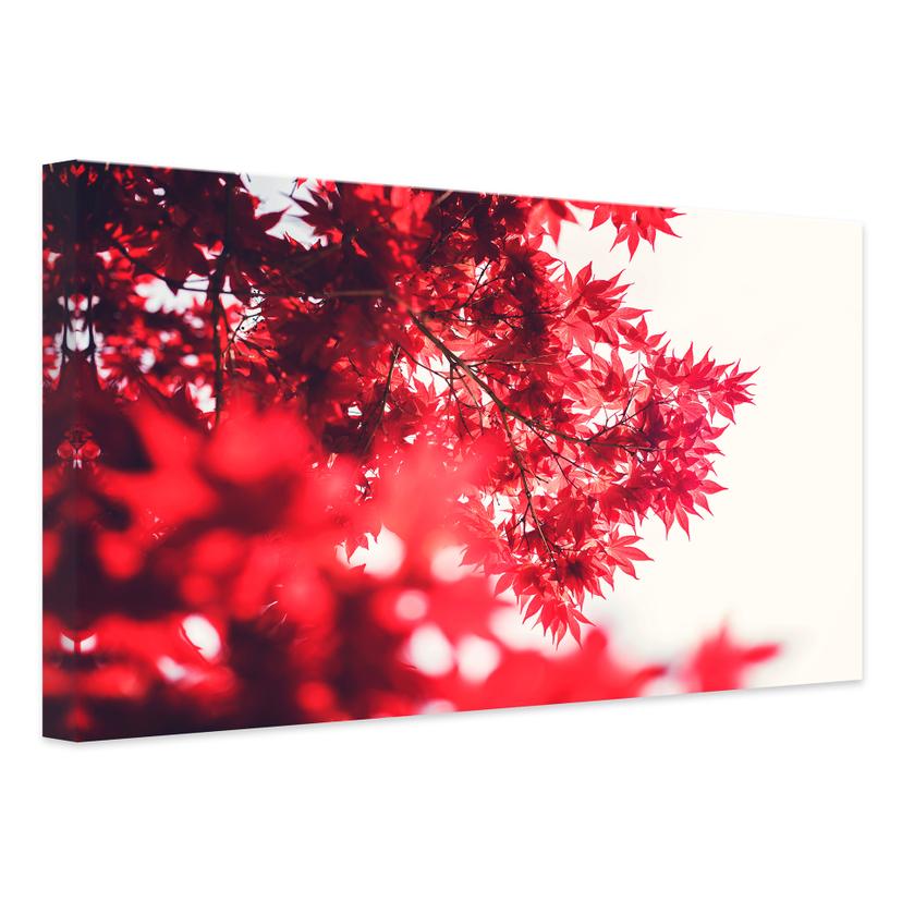 Tableau sur toile Erable en automne