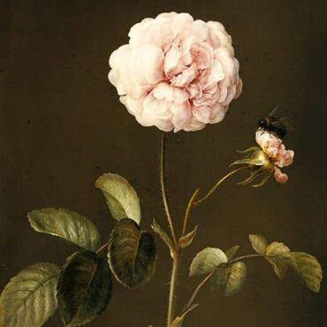 Barbara Regina Dietzsch