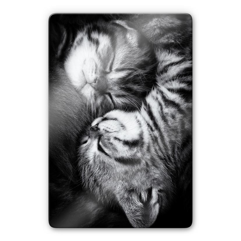 Tableau sur verre Jancova - Sweet Kitten