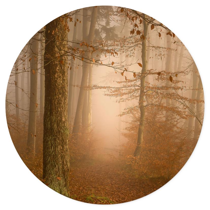 Vinilo decorativo neblina y luz en el bosque otoñal - Maier - Redondo