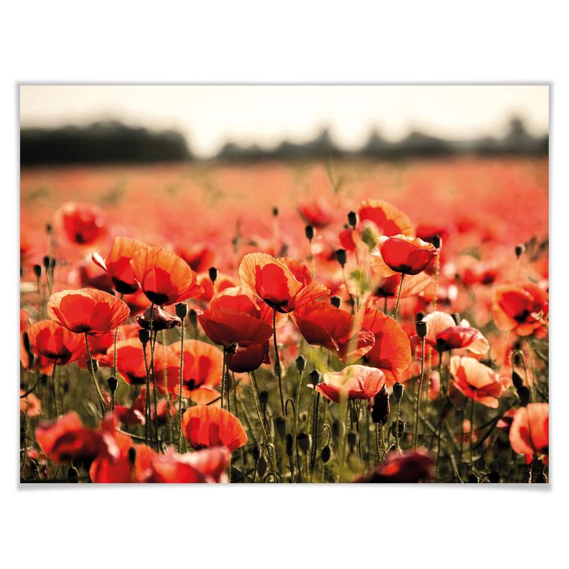 Poster - Campo di papaveri