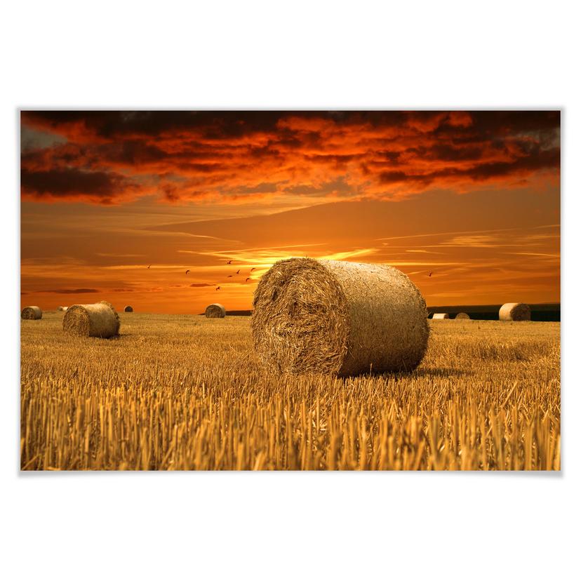 Poster - Ballots de paille