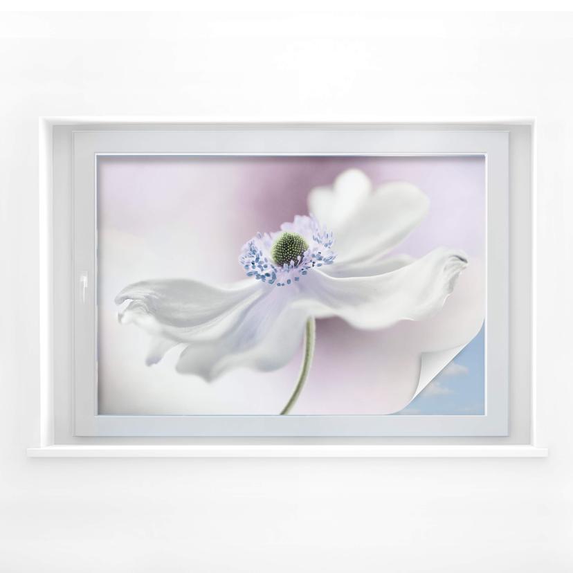 Lámina de privacidad Disher - Anemone Breeze