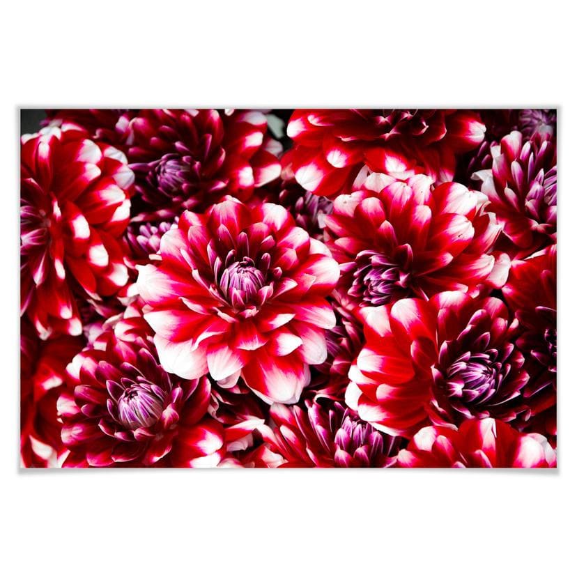 Poster - Floraison rouge
