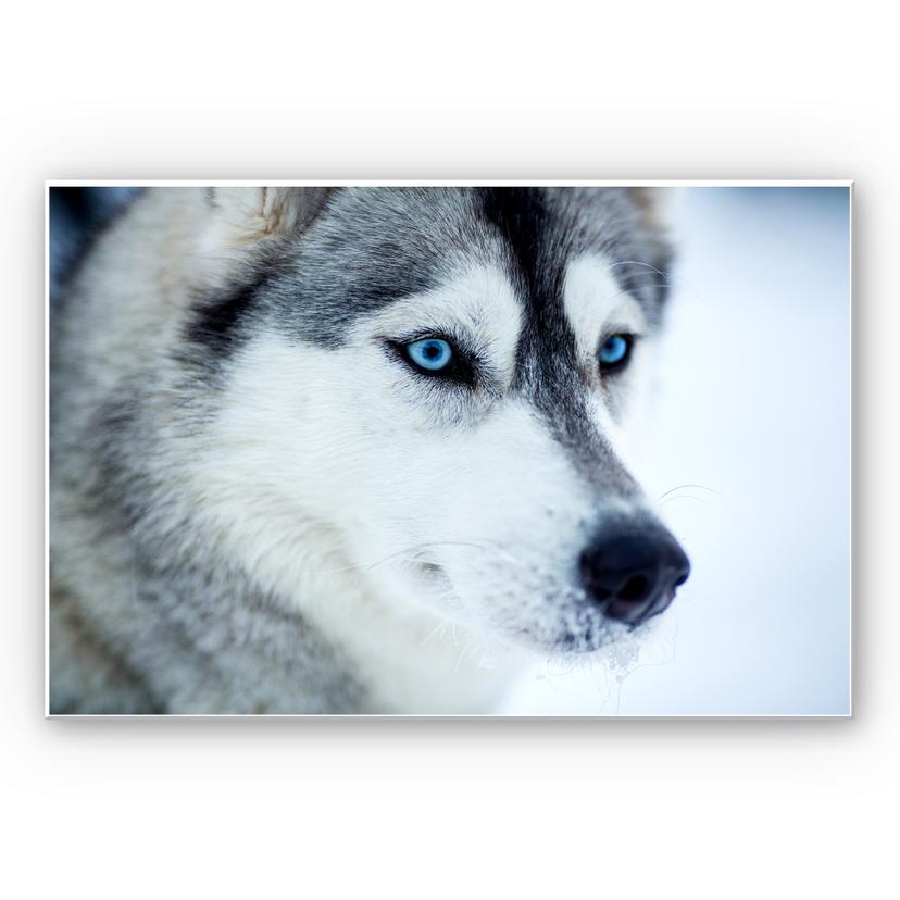 Tableau Forex - Yeux bleus
