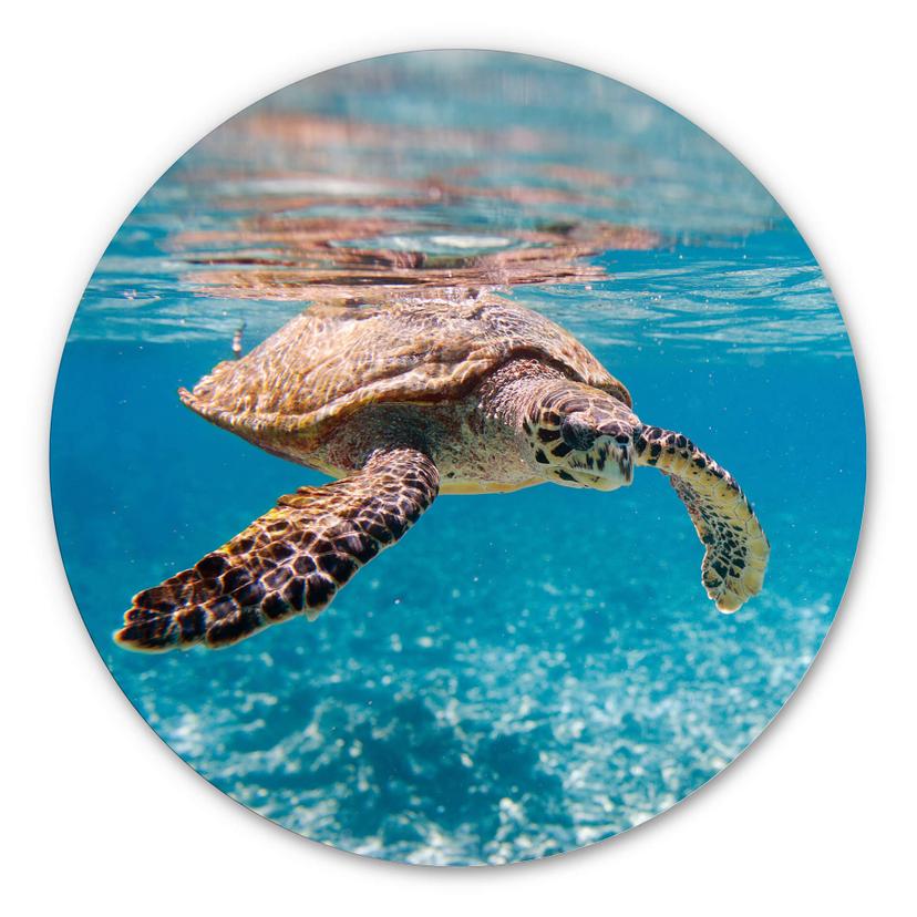 Wandcirkel Alu-Dibond Traveling Turtle