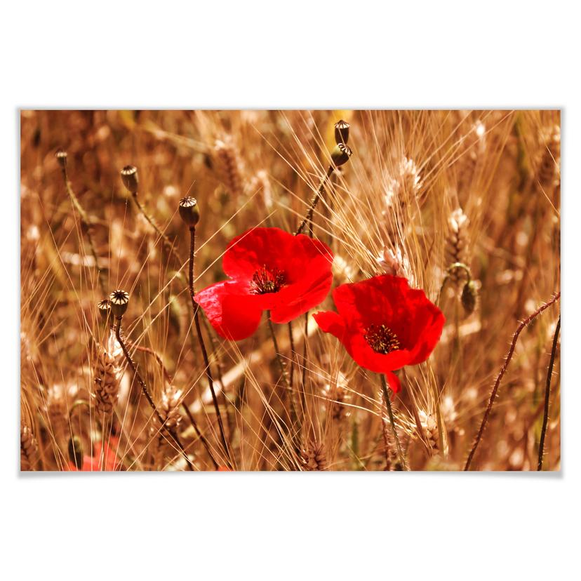 Poster - Coquelicots dans le champ