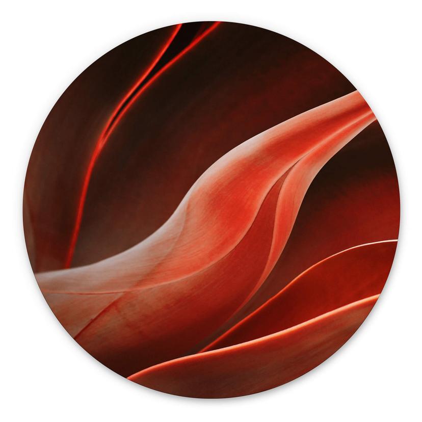 Tableau sur alu-Dibond rond Wechsler - plantes d'agave en automne