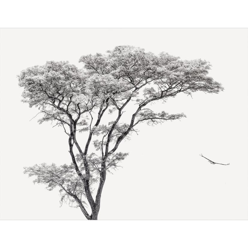 Fototapete Minimalistischer Baum in ruhiger Landschaft - Flour