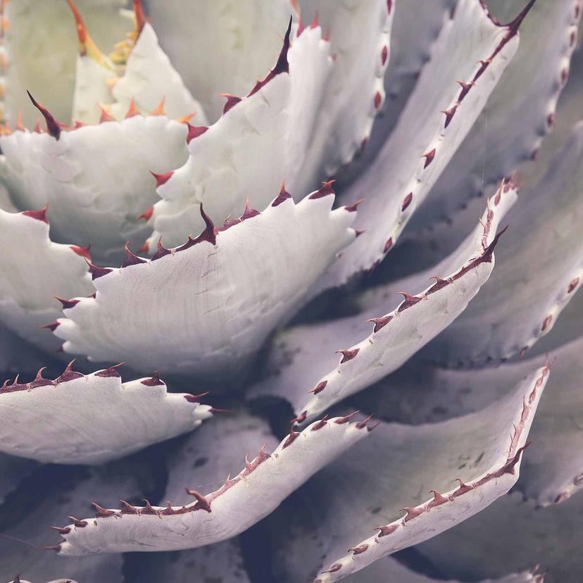 Carta da parati Nature cactus in grigio-viola - Carta da parati in tessuto non tessuto Designwalls 2