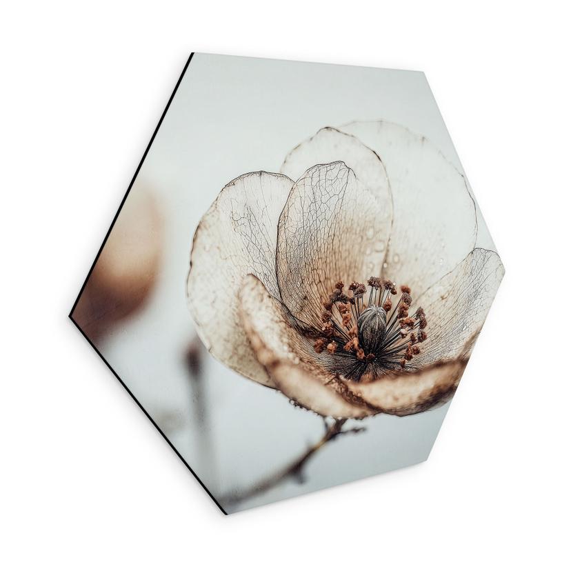 Sekskantet Billede af tørrede blomster i beige naturpoesi - Treechild - Aluminium Dibond