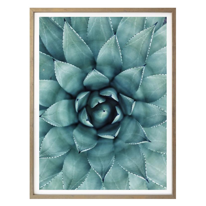 Póster Agave 02